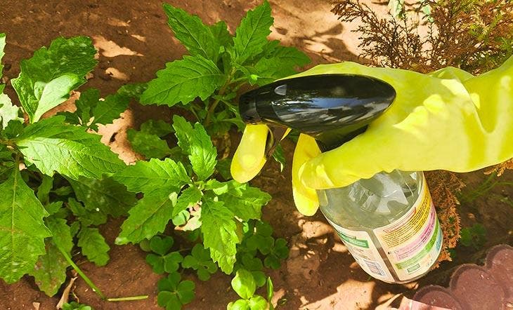 Appliquer du vinaigre sur les mauvaises herbes Appliquer du vinaigre sur les mauvaises herbes