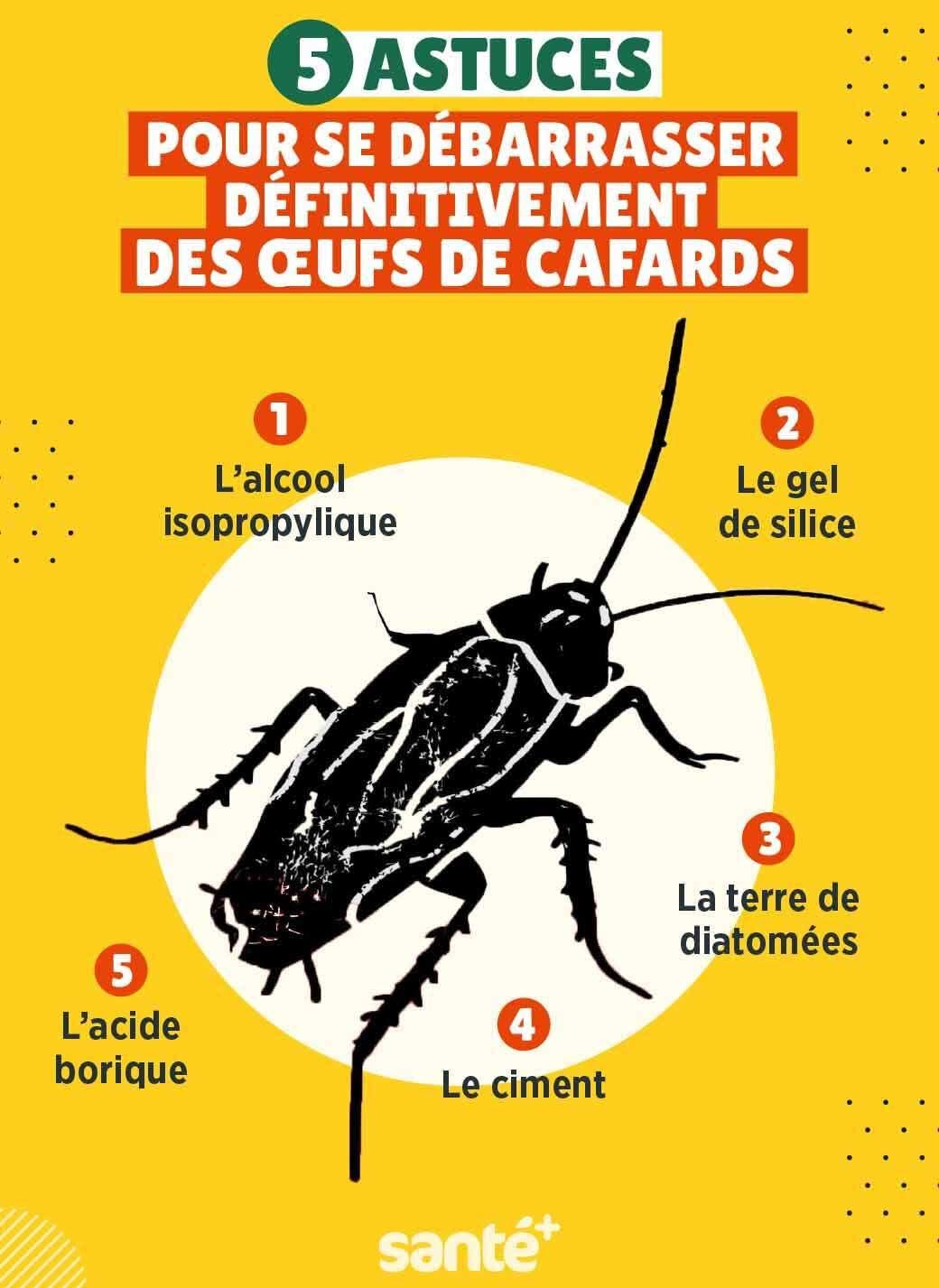 Astuces pour éliminer définitivement les œufs de cafards Astuces pour éliminer définitivement les œufs de cafards