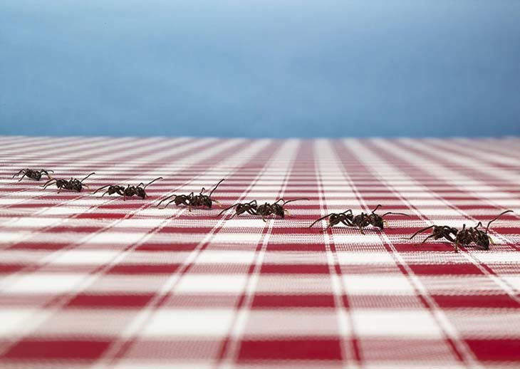 Éloignez les fourmis