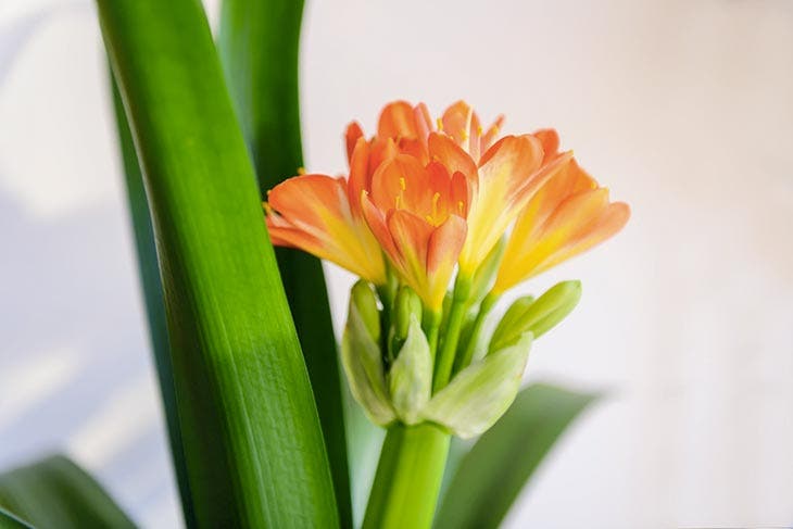 Floraison du clivia. source : spm