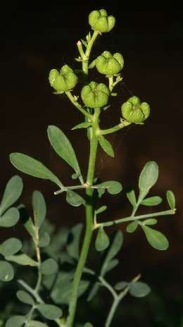 La rue officinale La rue officinale