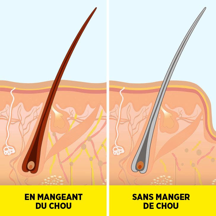 Le chou contient une quantité importante de catalase Le chou contient une quantité importante de catalase