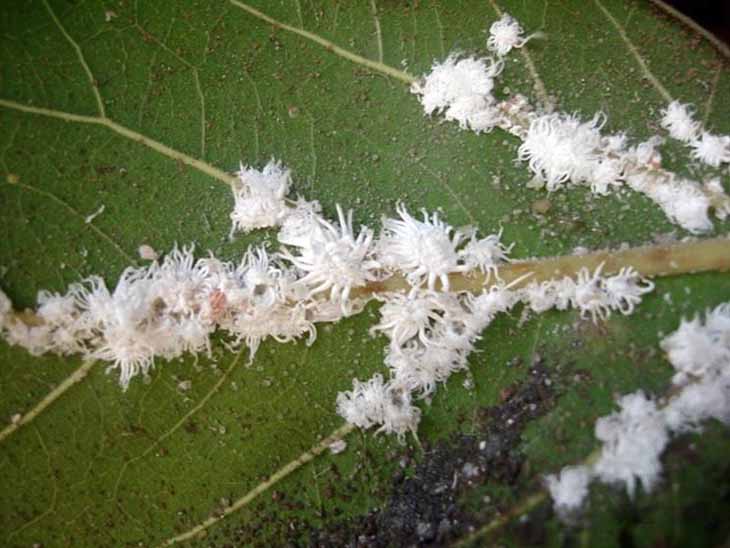 Les cochenilles piquent les plantes pour se nourrir Les cochenilles piquent les plantes pour se nourrir