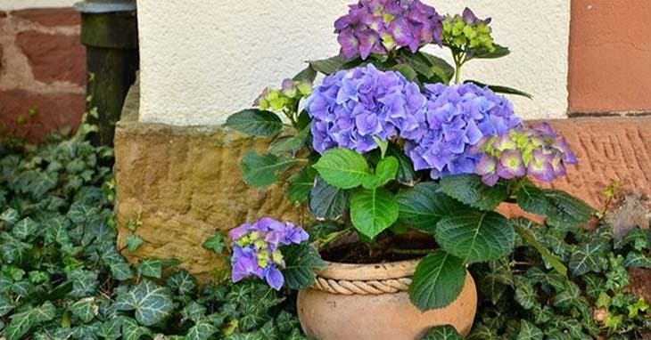 Hortensia en pot Hortensia en pot