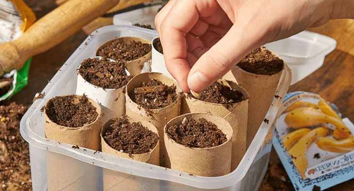 Planter les semis Planter les semis